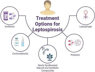 Current treatment options for leptospirosis: a mini-review